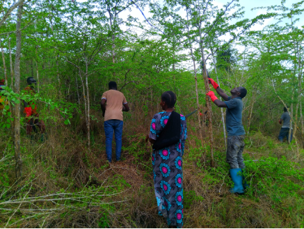 Promoting Forest Conservation through Weeding and FMNR